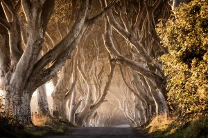 Game of Thrones - The Dark Hedges. Photo: Tourism NI
